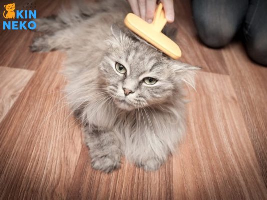 bàn chải lông cho mèo cao su hagen kitty
