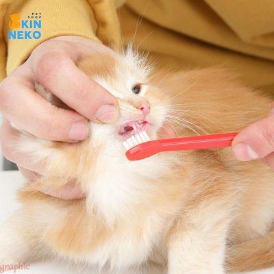 bảo vệ sức khỏe răng miệng thú cưng