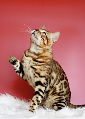 Kin Neko Cat Cafe - Điểm đến lý tưởng cho người yêu mèo