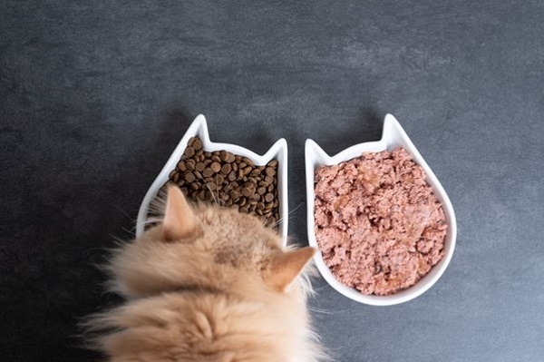 cách cho mèo ăn pate hợp lí