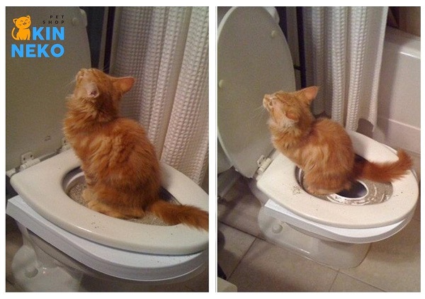 cách để mèo đi vệ sinh đúng chỗ