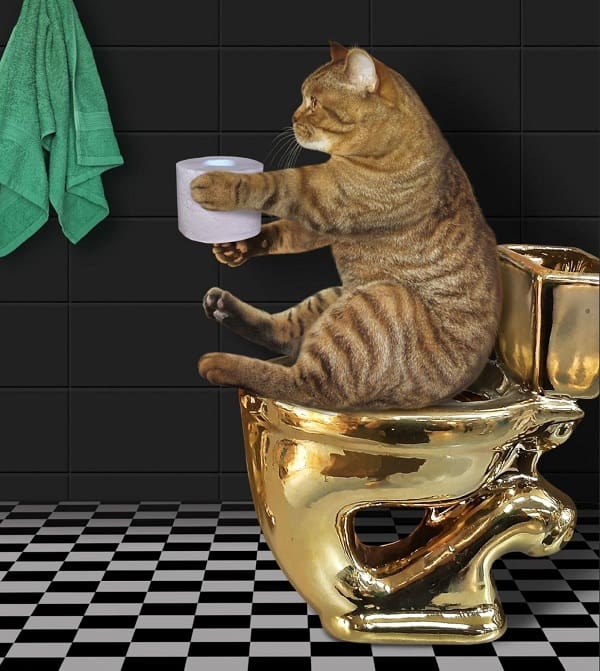 cách huấn luyện mèo đi vệ sinh đúng chỗ