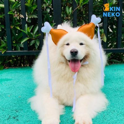 cài đầu hình đùi gà cho chó mèo