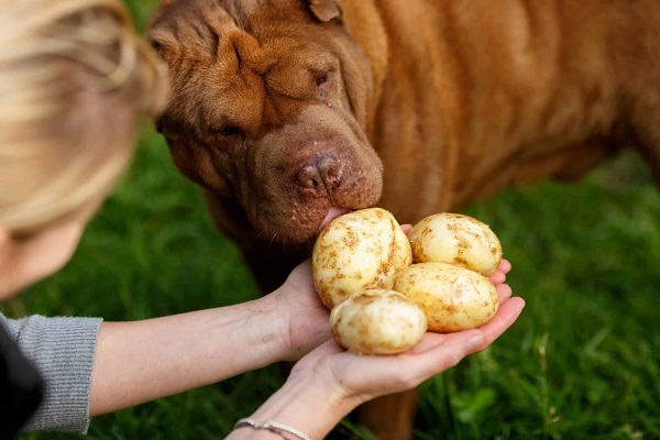 chó không ăn được khoai tây