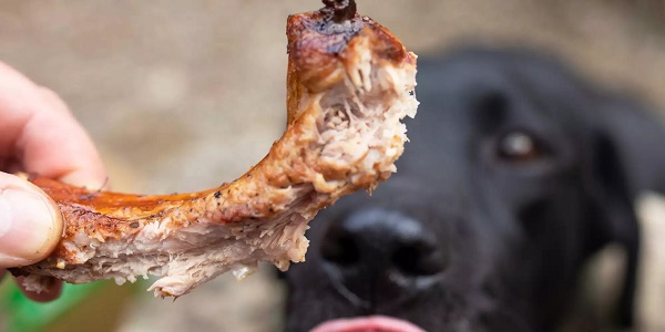 chó không ăn được thịt nấu chín với xương