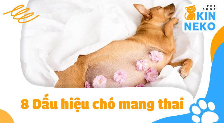 Dấu Hiệu Chó Mang Thai Tuần Đầu