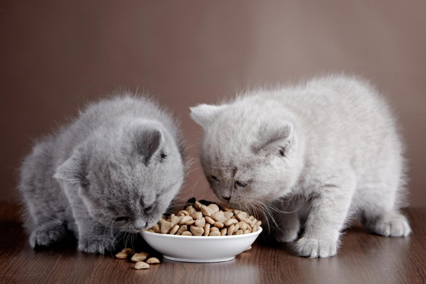Nên cho mèo con ăn gì? 8 loại đồ ăn cho mèo con an toàn nhất | Kin Neko Petshop