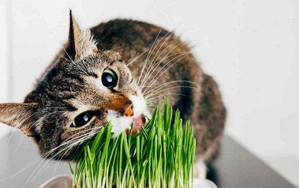 cỏ mèo có tác dụng gì
