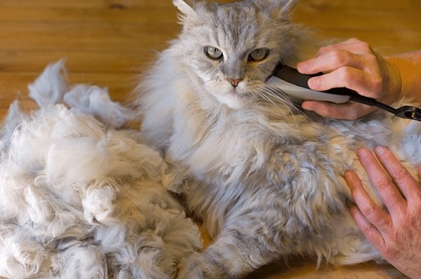 có nên cạo lông cho mèo