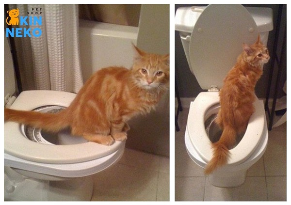 dạy mèo đi vệ sinh đúng chỗ
