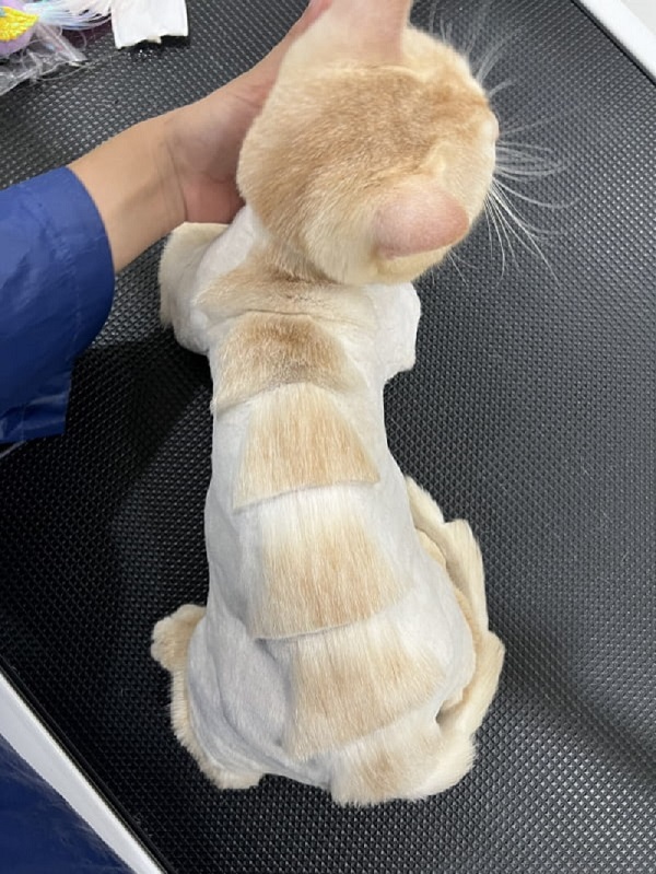giá cạo lông cho mèo tphcm