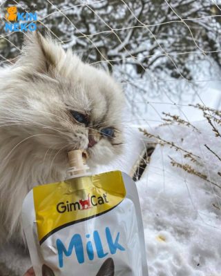 gimcat latte milk
