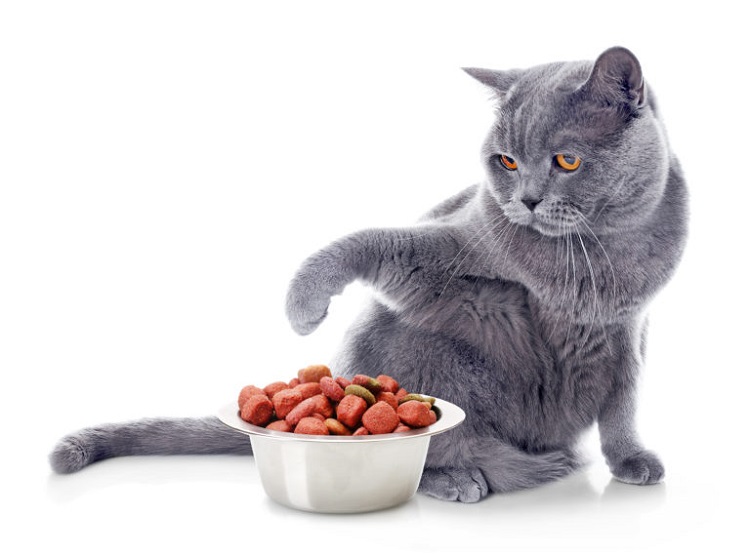 Top 12 thức ăn hạt cho mèo tốt nhất hiện nay không thể bỏ qua | Kin Neko Petshop