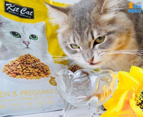 hạt kit cat kitten & pregnant cat cho mèo