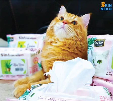khăn giấy ướt kháng khuẩn cho thú cưng