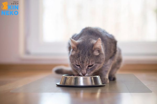 liều lượng sử dụng thức ăn hạt khô cho mèo cat's on