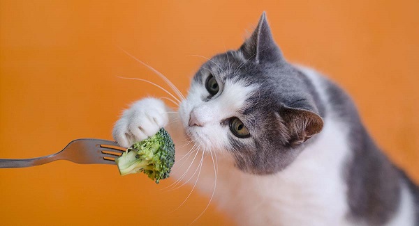 mèo không nên ăn gì