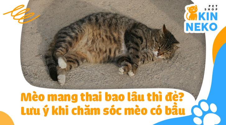 Dấu hiệu mang thai của mèo là gì?