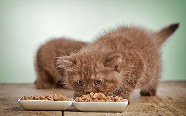 mèo thích ăn gì