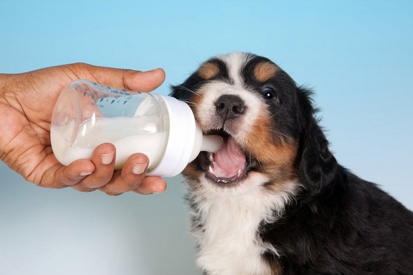 sữa cho chó con mới sinh