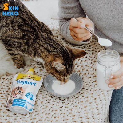 sữa chua cho mèo gimcat cải thiện hệ tiêu hóa