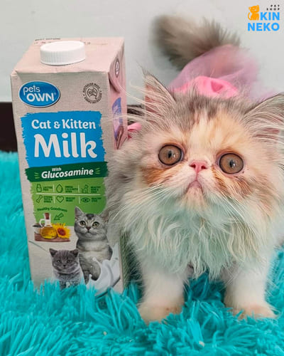 sữa tươi bổ sung glucosamine cho mèo pets own úc (cat & kitten milk)