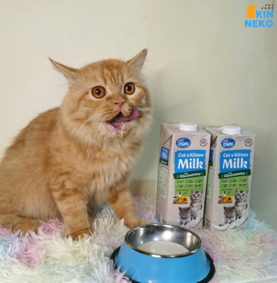 sữa tươi pet own bổ sung glucosamine cho mèo