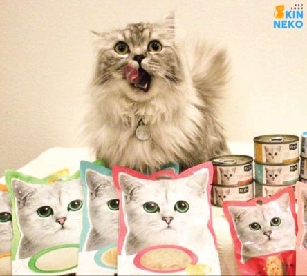 kitcat purr puree súp thưởng dinh dưỡng cho mèo