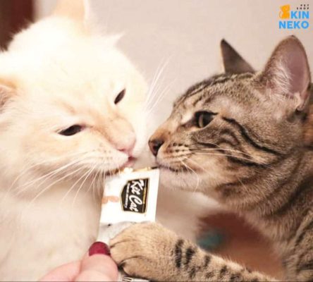 kitcat purr puree súp thưởng dinh dưỡng cho mèo