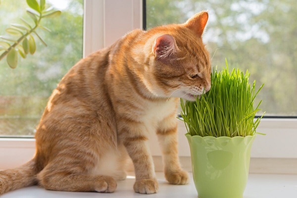tác dụng của cỏ mèo