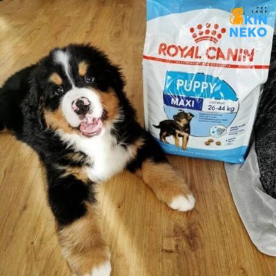 thức ăn chó royal canin maxi puppy chính hãng
