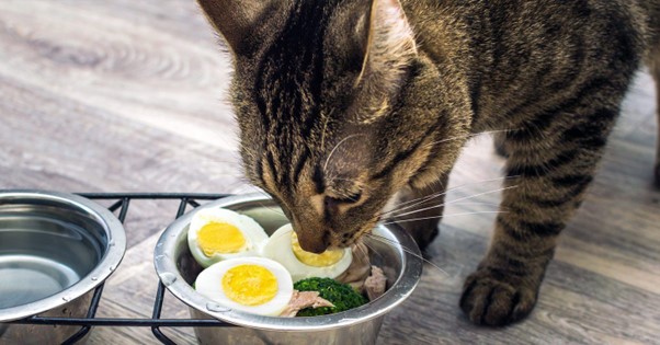 thức ăn mà mèo thích