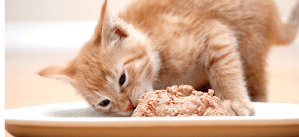 Top 7 thức ăn ướt cho mèo chất lượng không thể bỏ qua | Kin Neko Petshop