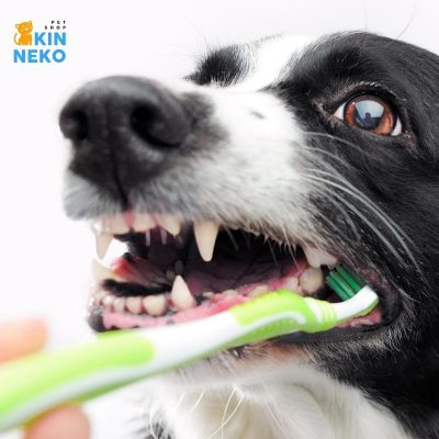 vệ sinh răng miệng cho thú cưng