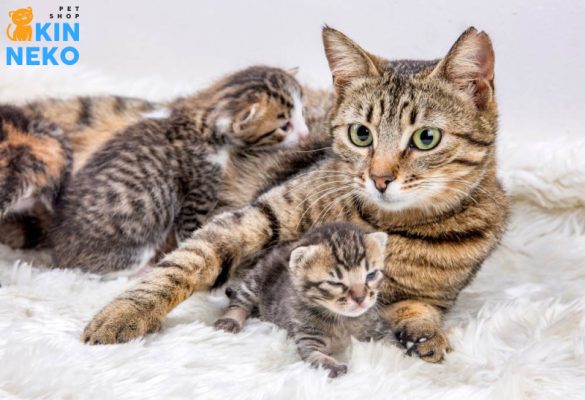 vitamin neo farmavit cho mèo mẹ, mèo mang thai